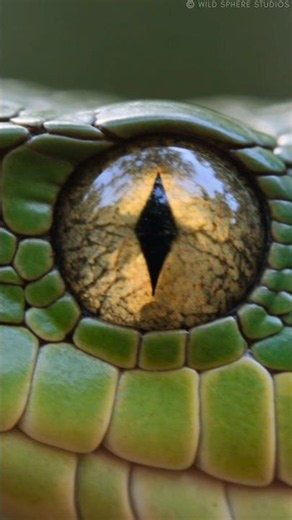 🐍 The Snake That Turns Blood Against Itself