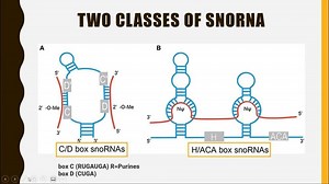 SMALL NUCLEOLAR RNA (snoRNA) – Lifeboat News: The Blog