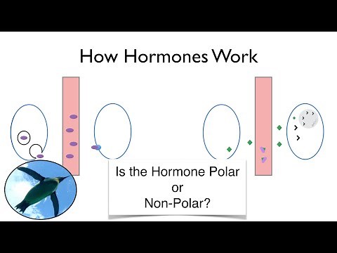 How Hormones Work: An Easier Approach to Endocrinology