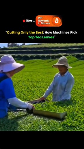 Who Am i ? on Instagram: "Using Only the Best: How Machines Pick Top Tea Leaves Modern tea production blends tradition with precision engineering, and this process shows exactly how machines select only the finest tea leaves. High-quality tea depends on young, tender leaves—usually the top two leaves and a bud. These parts contain the most flavor, aroma, and beneficial compounds. Machines are designed to target just these sections while leaving older, tougher leaves behind. The technology relies