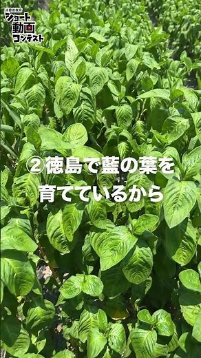 R7_エシカル入賞（心・からだを癒やす「藍治場」を纏う）