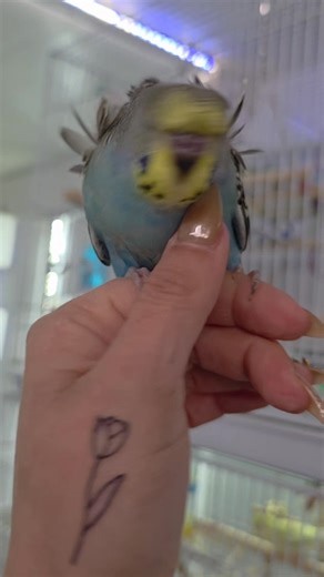 A gorgeous yellow face cobalt Japanese crested hagoromo baby boy budgie 🥰 | Golden Wings Aviaries