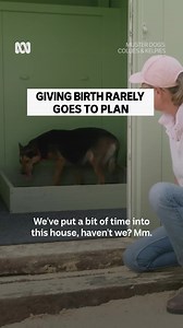 When you spend weeks prepping the nursery and she picks the dirt instead 🙃 Stream Muster Dogs: Collies & Kelpies on ABC iview: always free, always entertaining. | ABC iview