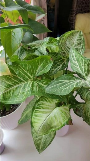 Best Soil Mix & Propagation Techniques For Syngonium