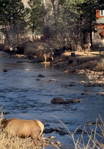 Elk crossing the stream through these peoples yard. Several of them up stream and in the yard… | Kenneth Weems