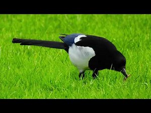Eurasian Magpie song | Magpie Sound | Magpie Call | Birds Sounds