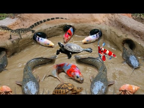Caught in the Mud: Catfish, Crocodile & Slithering Snakes!