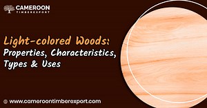 Light colored Wood: Properties, Characteristics, Types & Uses