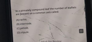 In a pinnately compound leaf the number of leaflets are present... | Filo