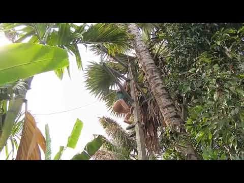 Fault detection and rectification in low tension overhead lines