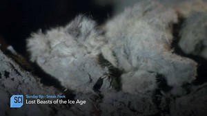 33K views · 236 reactions | Cave lions, woolly mammoths, ice-age wolves... After 40,000 years, these perfectly preserved specimens have been unearthed. Want more? Join the expedition. Watch "Lost Beasts of the Ice Age", a Science Channel special event, premiering Sunday, Feb. 24 at 8p ET. | Science Channel | Facebook