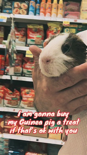 Guinea_Pappy on TikTok