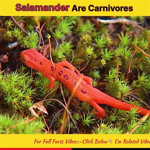 Salamanders are Carnivorous ? #puma #Wildlife #AnimalFacts #Nature #salamander