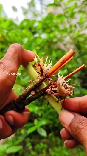 How to Grow Perfect Bonsai Roots in 15 Days!