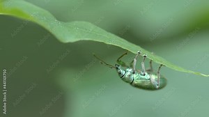 The green rose chafer beetle under the leaf of the plant in the garden in Estonia