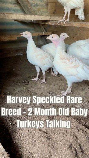 Baby Turkeys Talking?! Rare Breed Harvey Speckled - 2 Month Old - Magic Feather.✨🦃