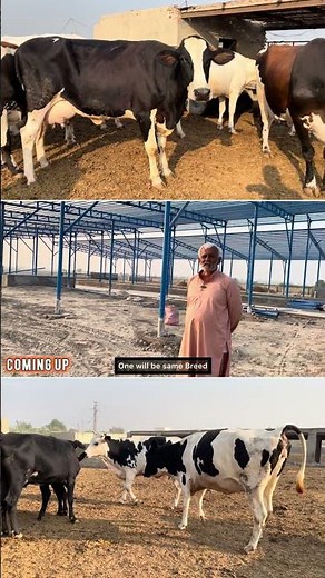 30 Crore Dairy Farm 🐄 | 300 Cows Giving 65KG Milk 💰 🇵🇰