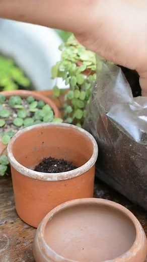 Propagating string of turtles