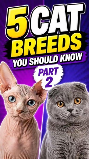 5 More Stunning Cat Breeds You'll Love 😍 (Part 2) #catsoftiktok #fyp