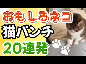 【猫パンチ編】猫おもしろ動画ショート特集｜笑ったら寝ろ！ネコ喧嘩シーンなど【日本｜Funny cat Japan】