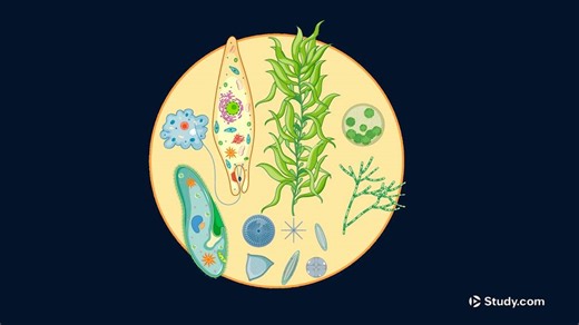 Amoeba Protist | Characteristics, Types & Examples - Video | Study.com
