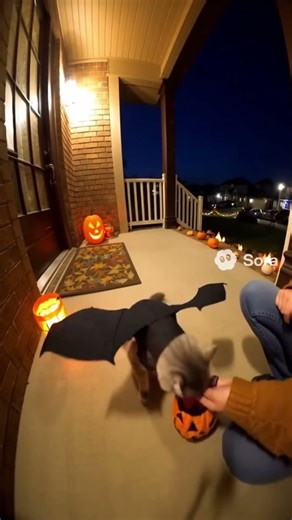 Bat Kitty #cats #pets #ai #aishorts #funny #joke #halloween #kitty #trickortreat