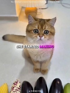 These Cat Shoes Are Made From Mango Peels 😱🥭