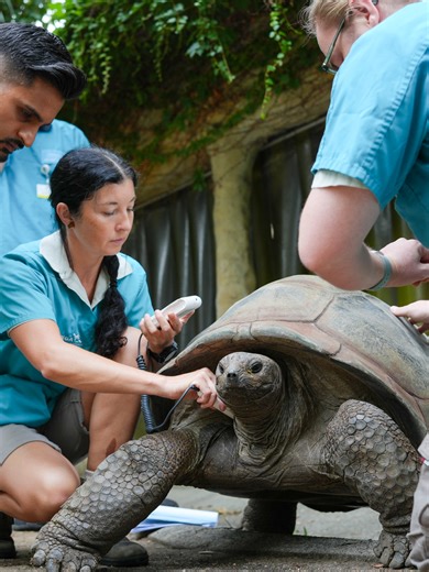 Taronga Zoo Sydney’s beloved 109-year-old Aldabra Giant Tortoise, Esmerelda, has made a mammoth trip to SASH North Ryde for a specialised endoscopy and CT scan as part of her ongoing health care. After the big adventure we’re happy to report Esmerelda has returned to her habitat and can be seen with her companion, Lance. 🐢 #ForTheWild #GiantTortoise