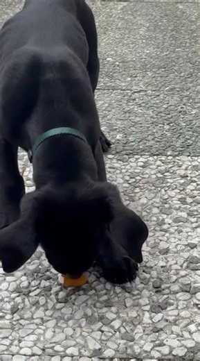 Happy Easter! 🐣🐾 Doberman × Cane Corso — 11 weeks old, enjoying his first raw egg.