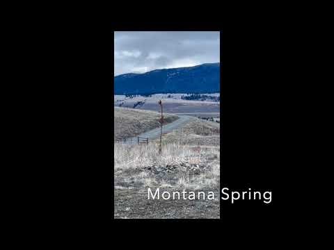 Western Meadowlark and Spring Soothing