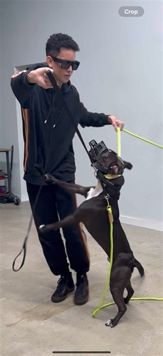 This dog was intense. The Dog Daddy had to show him the way. | The Dog Daddy