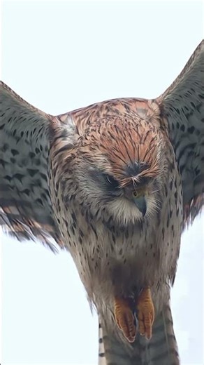 🦅 Grace in Motion 🫨