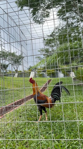 139K views · 5.9K reactions | Just caught them DISCLAIMER: No animals were harmed or abused while this video was taken. | Red Gamefarm Official | Facebook