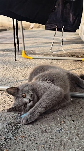 Gray Cat Cute Moments 😻