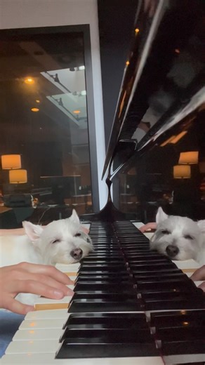 Kara Mehrmann on Instagram: "In honor of Piano Day, here’s a montage of Bradford enjoying one of his favorite spots, right on the keys. 🎹🐾❤️ . . @pianodayofficial 🎹 . . #piano #pianoday #88 #88thdayoftheyear #pianist #pianistsofinstagram #dogsofinstagram #cutedog #pianopup #soothingsounds #saturdaymood"
