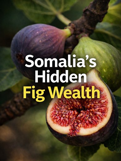 Exploring Somalia's Fig Farming Potential