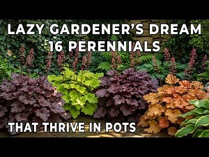 Lazy Gardener’s Dream: 16 Perennials That Thrive in Pots
