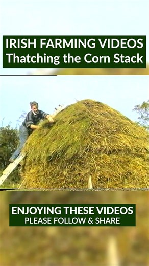 Thatching a corn stack was done to protect harvested corn sheaves until it could be threshed. 🌾☘️