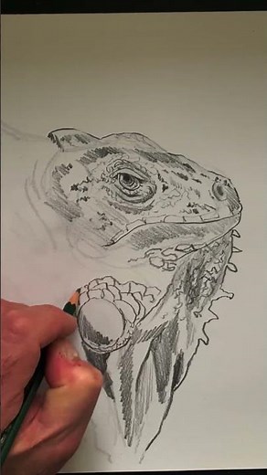 Drawing Demo of an Iguana Head #drawing #sketching #pencil #artwork #artoftheday #drawingtutorial