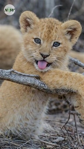 16K views · 1.6K reactions | Lion cubs are playful for a reason. All that chasing, pouncing, and wrestling with siblings is practice for real survival skills later. Play is their training ground, shaping future hunters long before they ever chase real prey. | Nature and Wildlife TV | Facebook