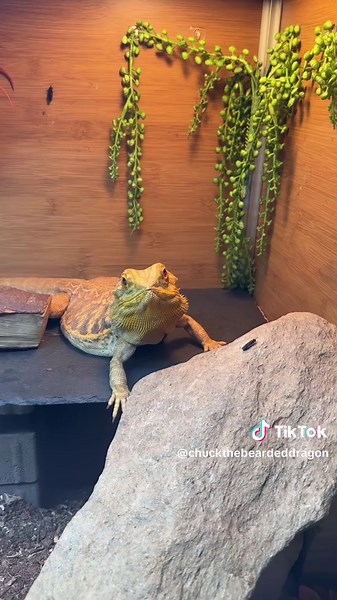Creating the Perfect Bearded Dragon Enclosure