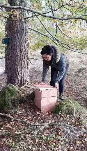 Red squirrels GO! 🐿️ 17 red squirrels have found a new home in Arisaig, helping bolster the population of this endangered native mammal on Scotland’s west coast. Thanks to the landowner, local community, and volunteers, the recent release was a fantastic success. We’ll move more females to the same location later this month, ensuring the new population has a healthy mix for successful breeding. We’re thrilled to share that there have already been sightings of these squirrels exploring their new