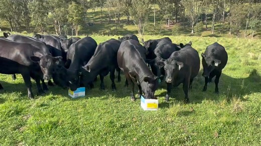 🐂🌿 Natural parasite control with Agricon Supersulf Defender block : why garlic & sulphur help your herd 🌿🐃 If you run cattle, you know how much of a pain buffalo fly, ticks and lice can be — stress, irritation, lost weight or production losses. That’s where garlic and sulphur come in. 👉 How garlic works: When cattle are fed garlic, compounds like alliin — which becomes allicin — get metabolised and released through their skin and breath. This changes their scent in a way that seems to repel