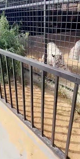 Extraordinary Wildlife Living with Humans: Heartwarming Stories of Coexistence, Conservation