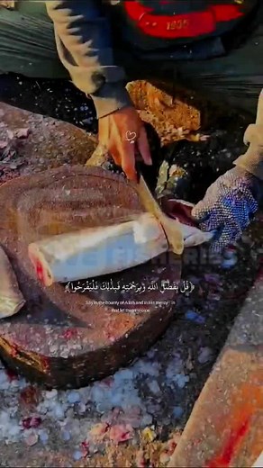 Live Fisheries on TikTok
