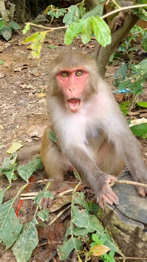 98K views · 1.6K reactions | Female monkey's angry reaction藍 . . . . . . . . . . #LaughWithAnimals #angrymonkey #monkeyreaction | Laugh with Animals | Facebook