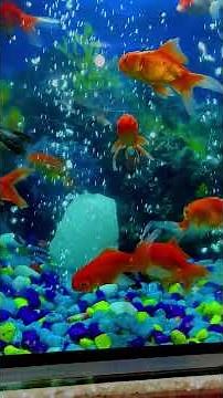 Goldfish care for beginners