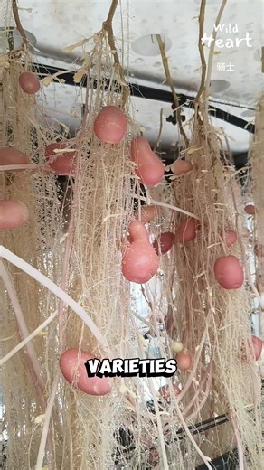 Wild Heart on Instagram: "The Birthplace of Potatoes #PotatoFarming #SeedPotatoes #Aeroponics #Agriculture #FarmingLife"