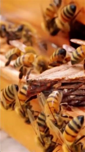 Beginner Prepper Foods