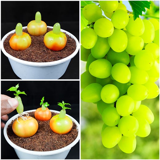 40K views · 291 reactions | Simple way to grow grape plant at home from fruits || Best method for gardening | DIY IndoorGarden | Facebook